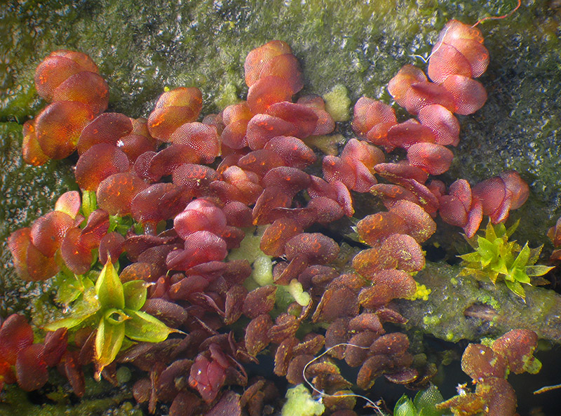 Calypogeia muelleriana?